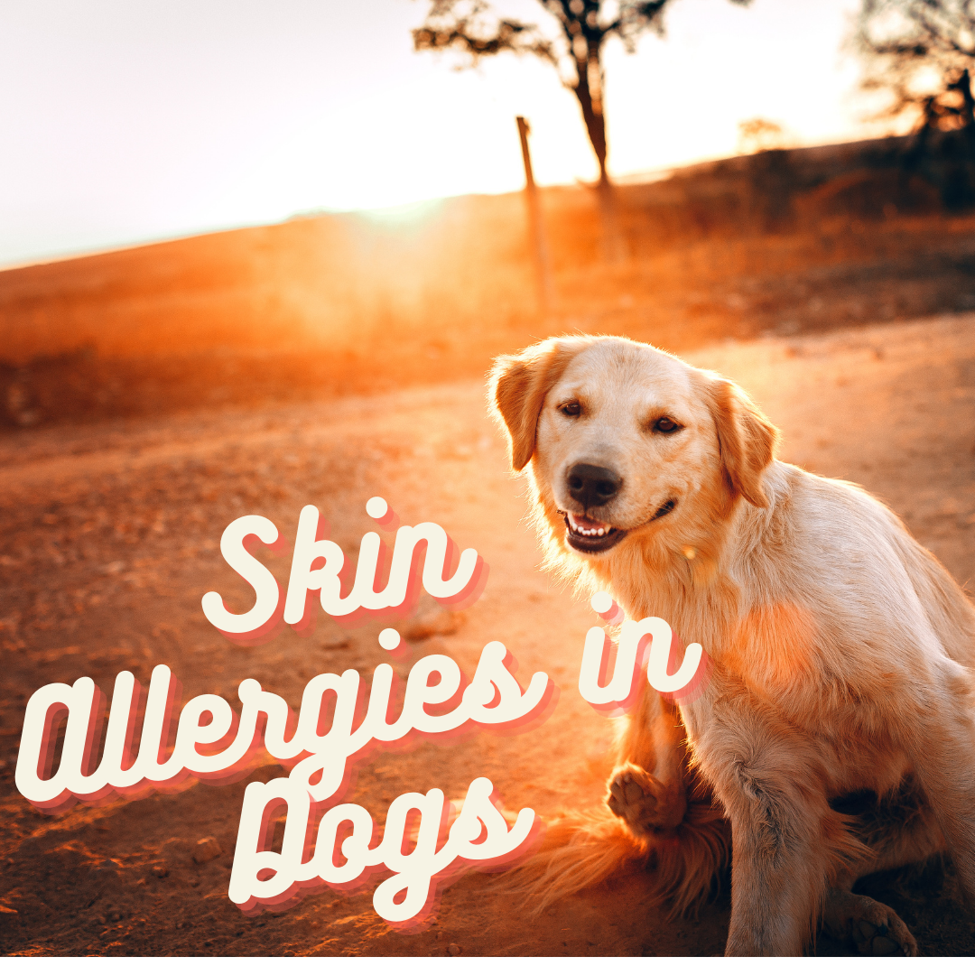 how-can-natural-medicine-help-skin-allergies-in-dogs-and-cats-natural