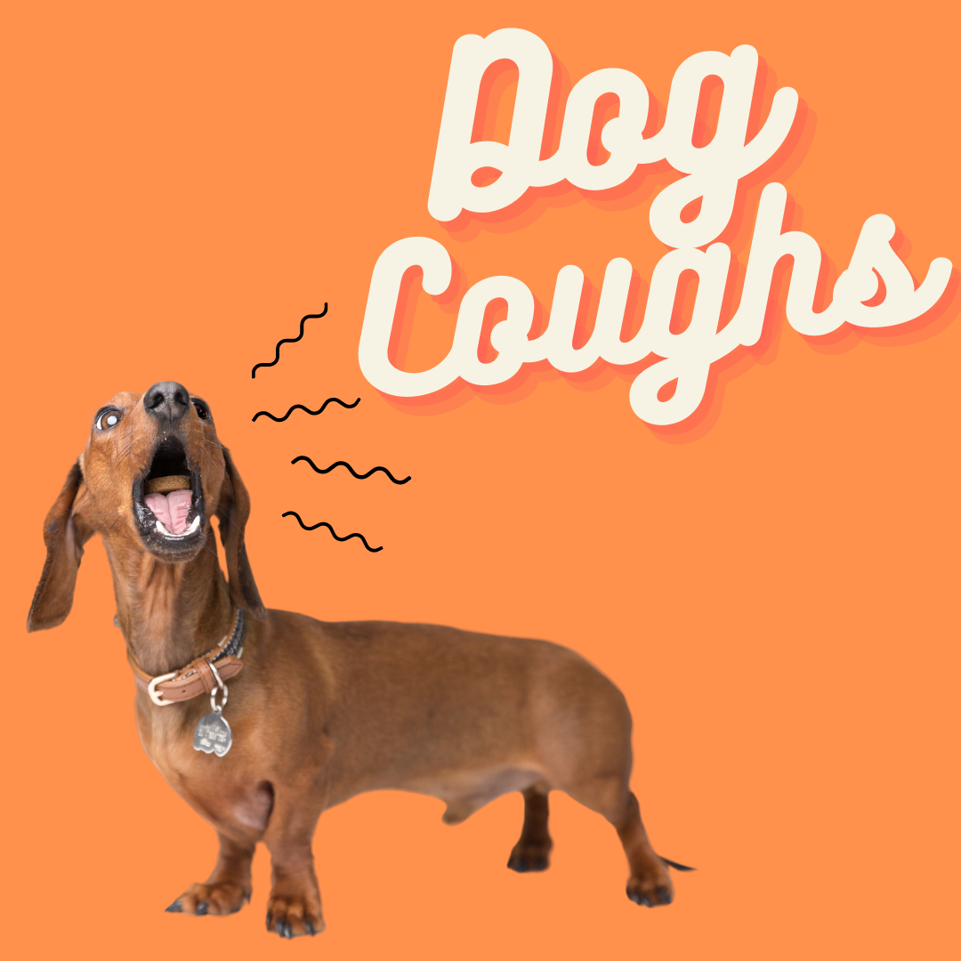 When your dog can't stop coughing!