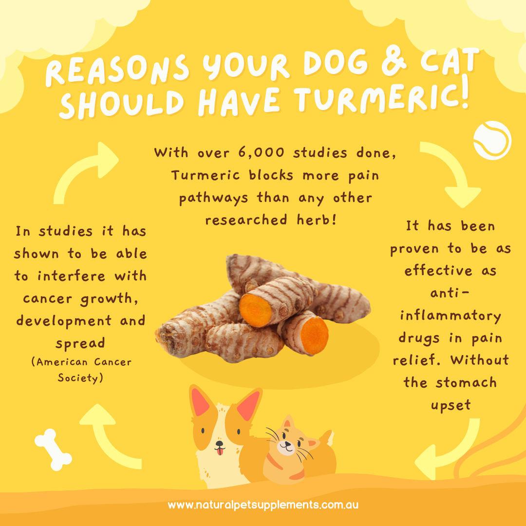 Turmeric - Why every Dog and Cat Should be taking it Daily 