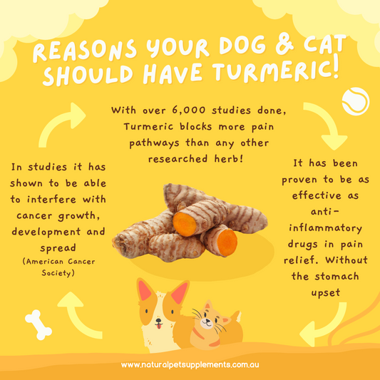 Turmeric - Why every Dog and Cat Should be taking it Daily