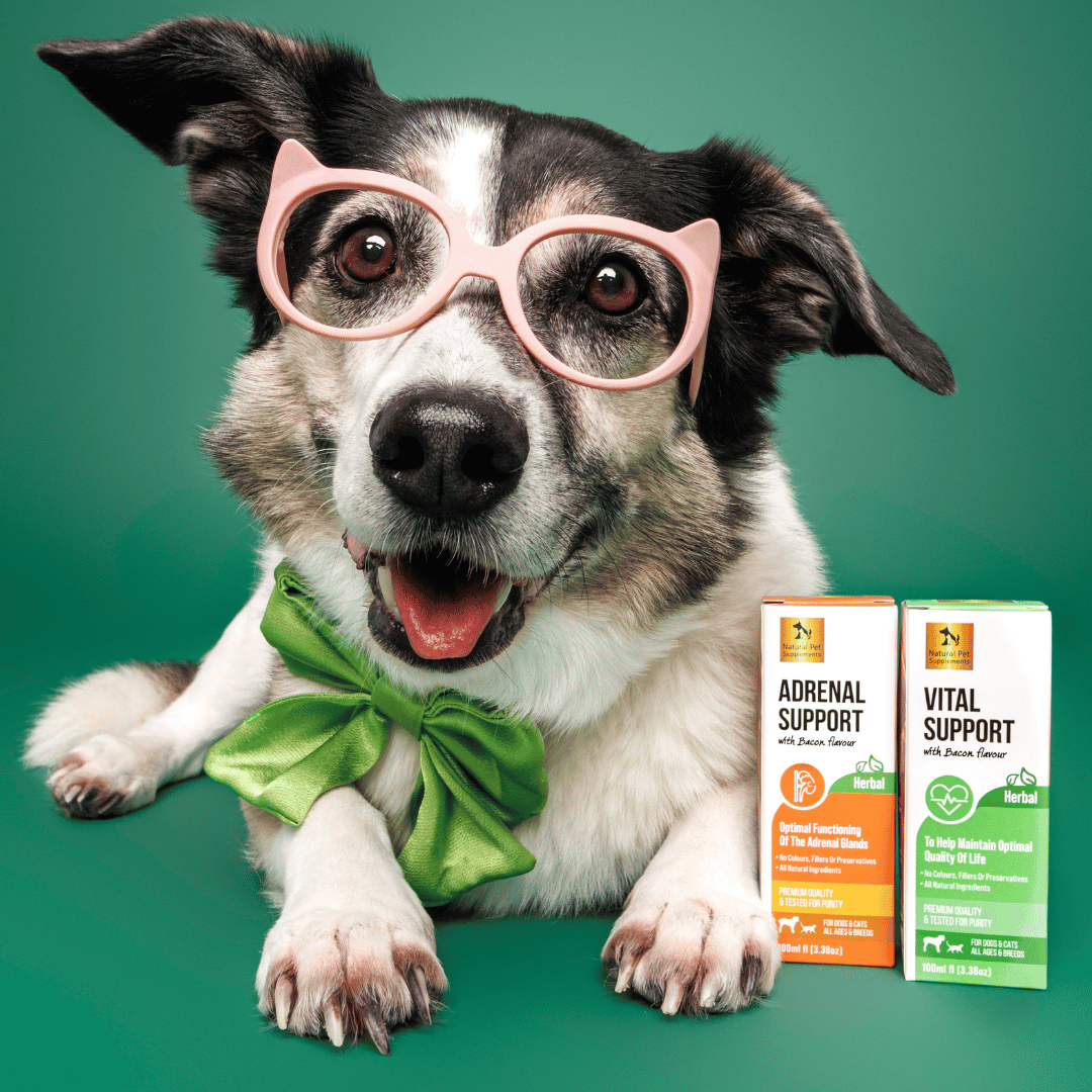 Cushings Kit Herbal Tinctures For Dogs and Cats