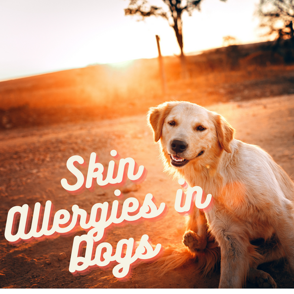 How can Natural Medicine help Skin Allergies in Dogs and Cats