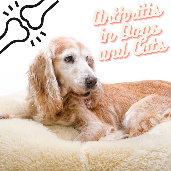 Arthritis in Dogs and Cats | How Natural Medicine Can Help