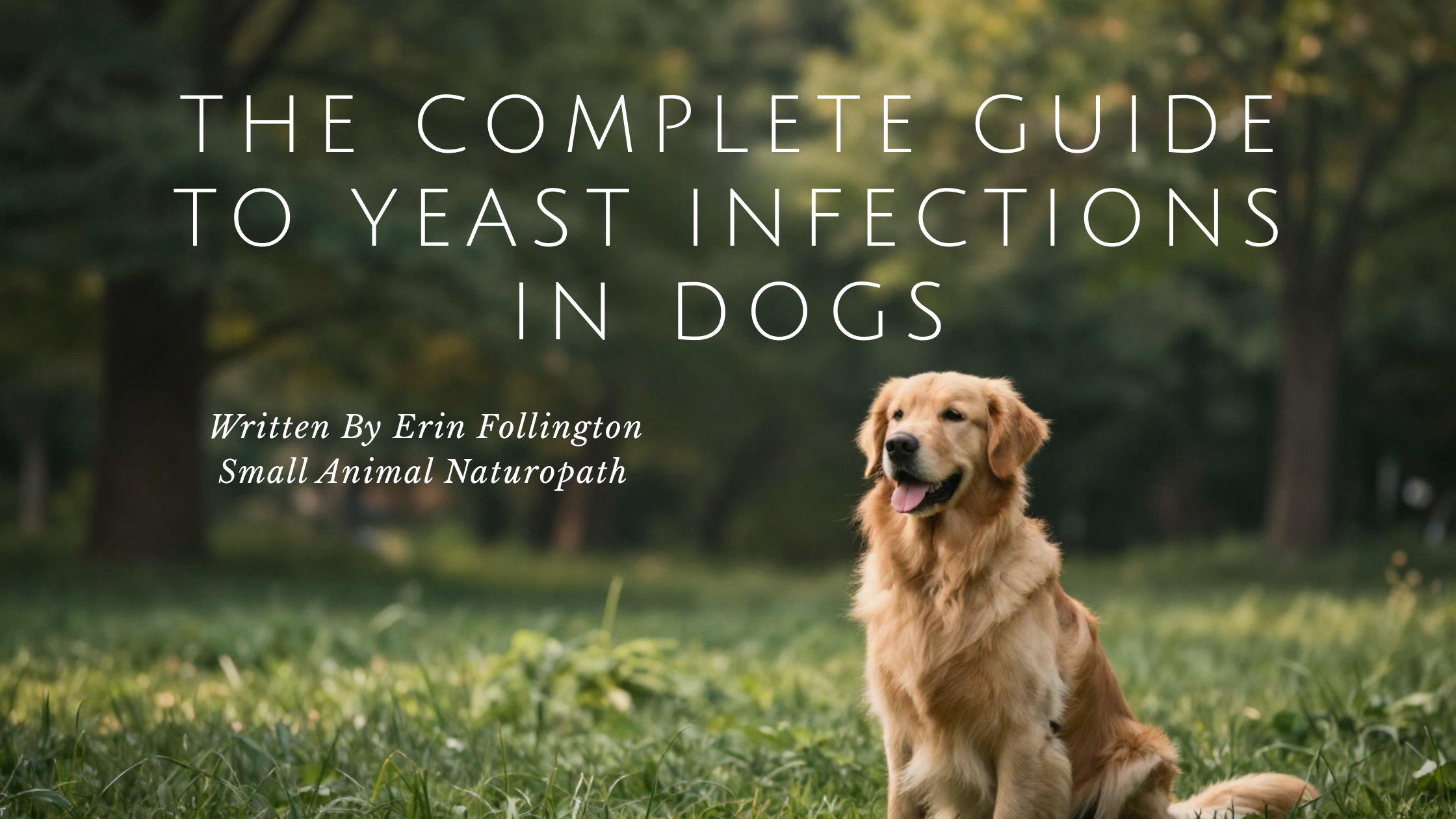 The Complete Guide to Yeast Infections in Dogs