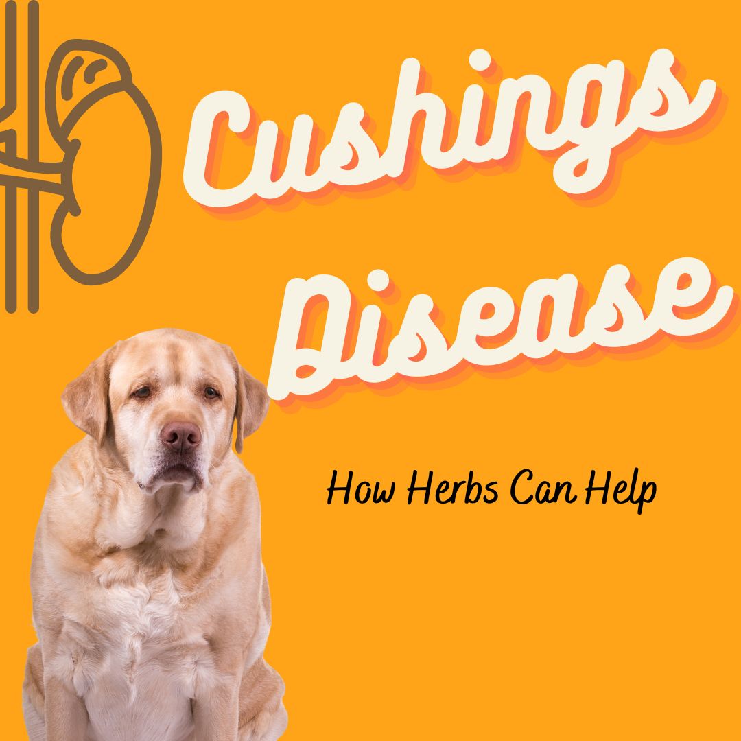 Cushings Disease in Dogs - How Herbs Can Help