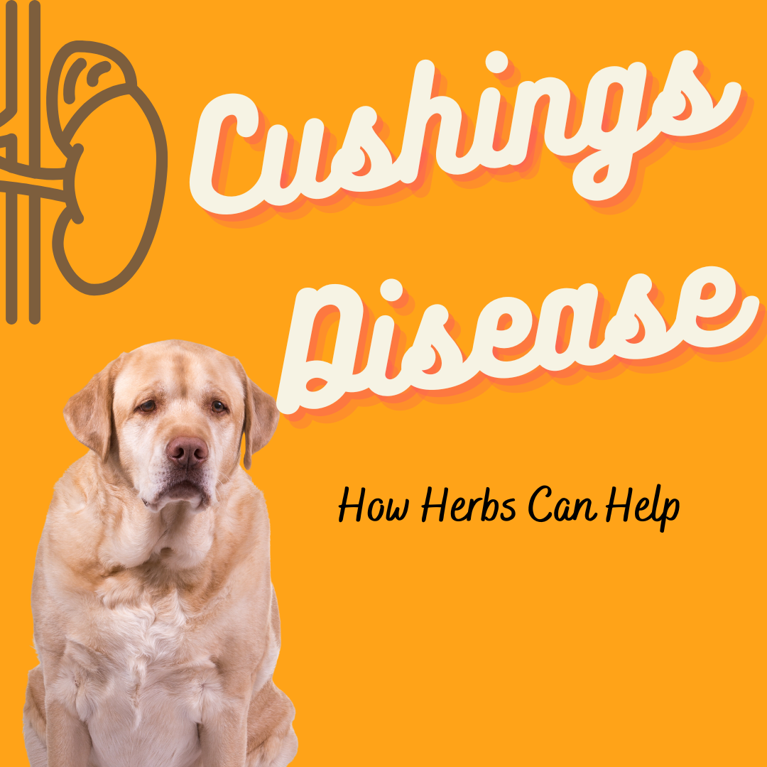 Cushings Disease in Dogs How Herbs Can Help Natural Pet Supplements Australia