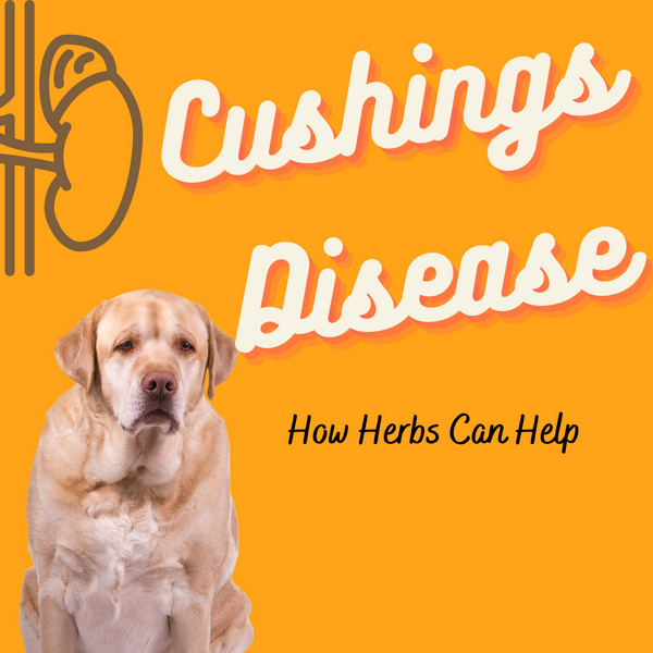 Cushings Disease in Dogs - How Herbs Can Help