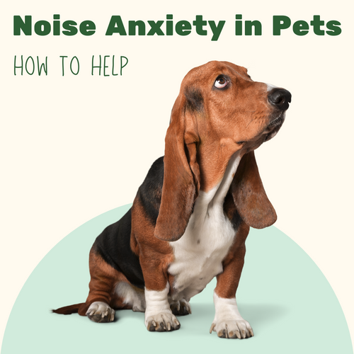 How to help your dog or cat with noise anxiety - natural remedies