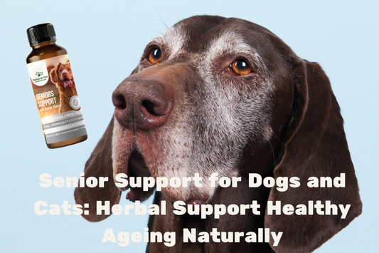 Senior Support for Dogs and Cats: Herbal Support Healthy Ageing Naturally