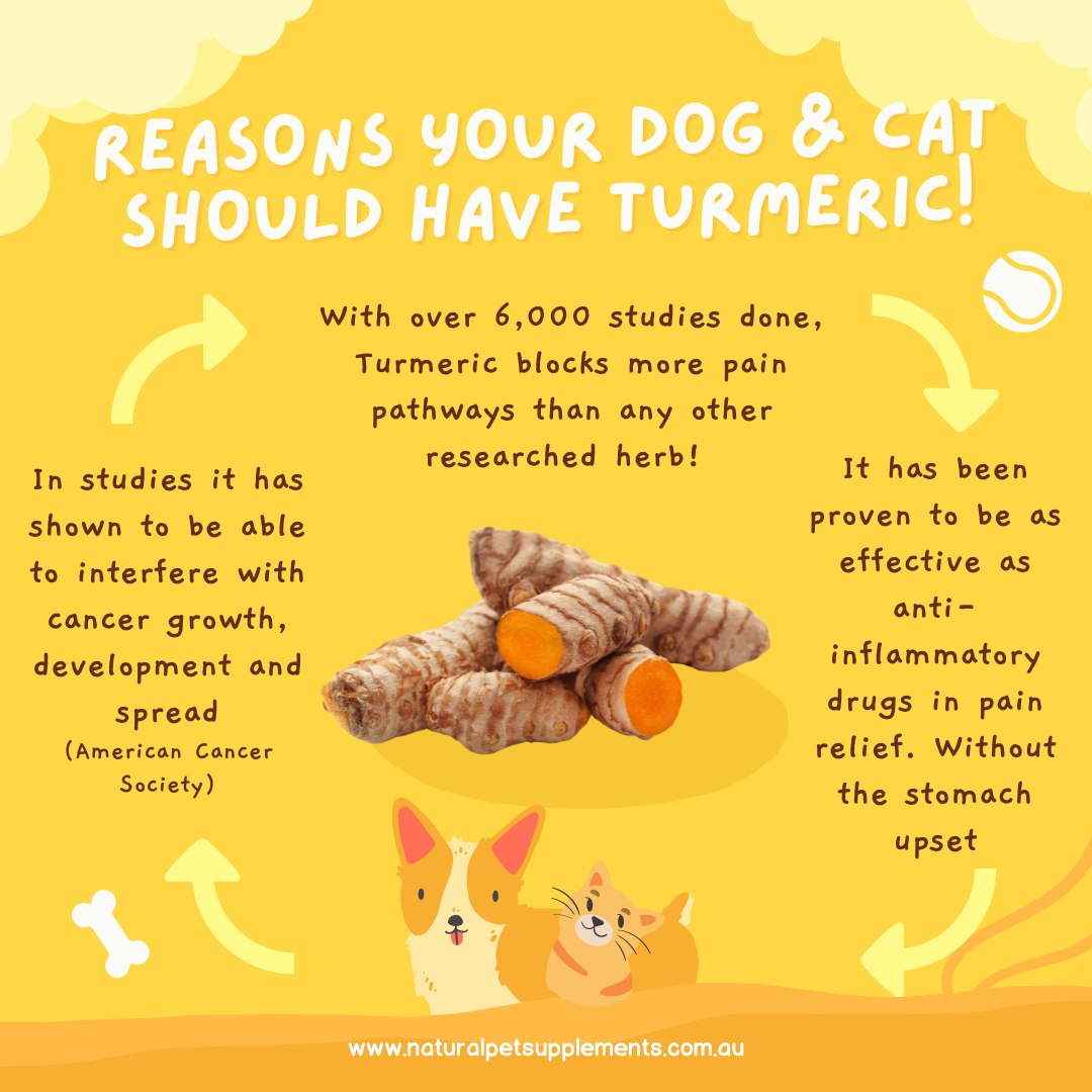 Turmeric - Why every Dog and Cat Should be taking it Daily
