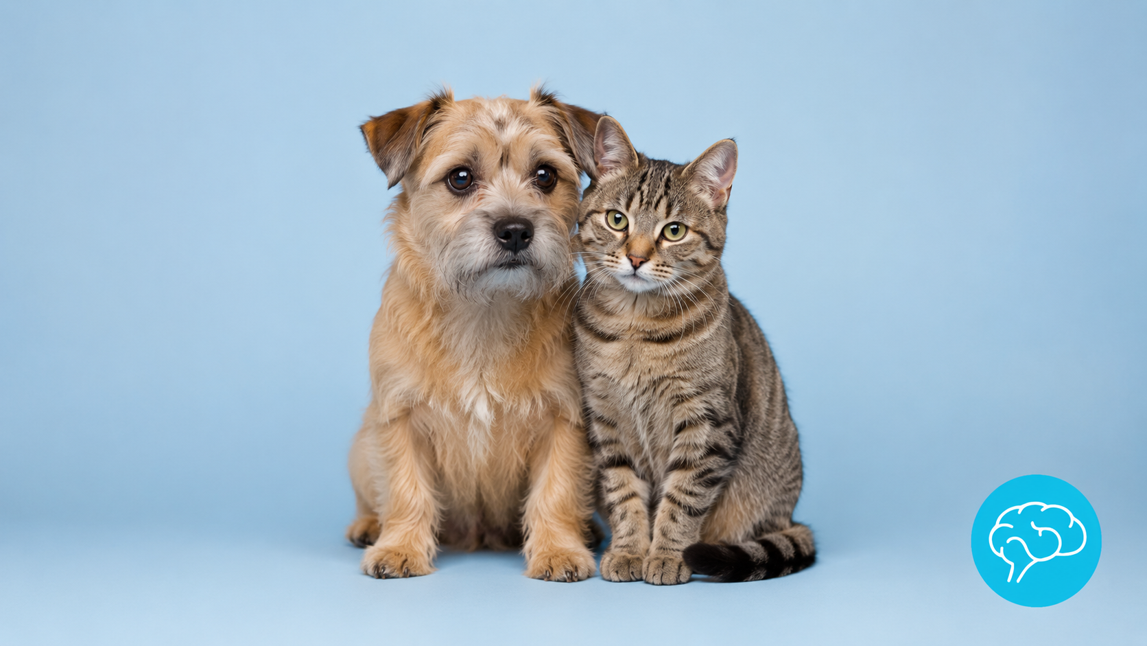 Noise Anxiety in Dogs & Cats: Signs and Calming Tips