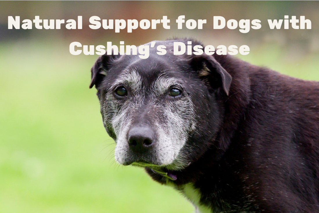 Natural Support for Dogs with Cushing’s Disease