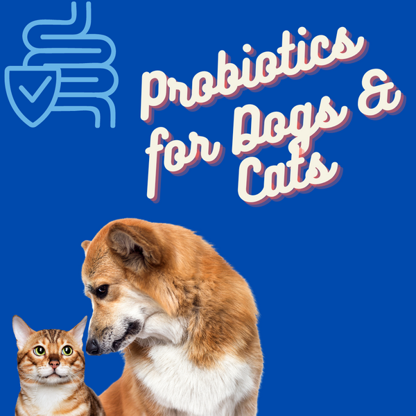 Why is natural pet supplements probiotic gut support great for dogs and Cats?