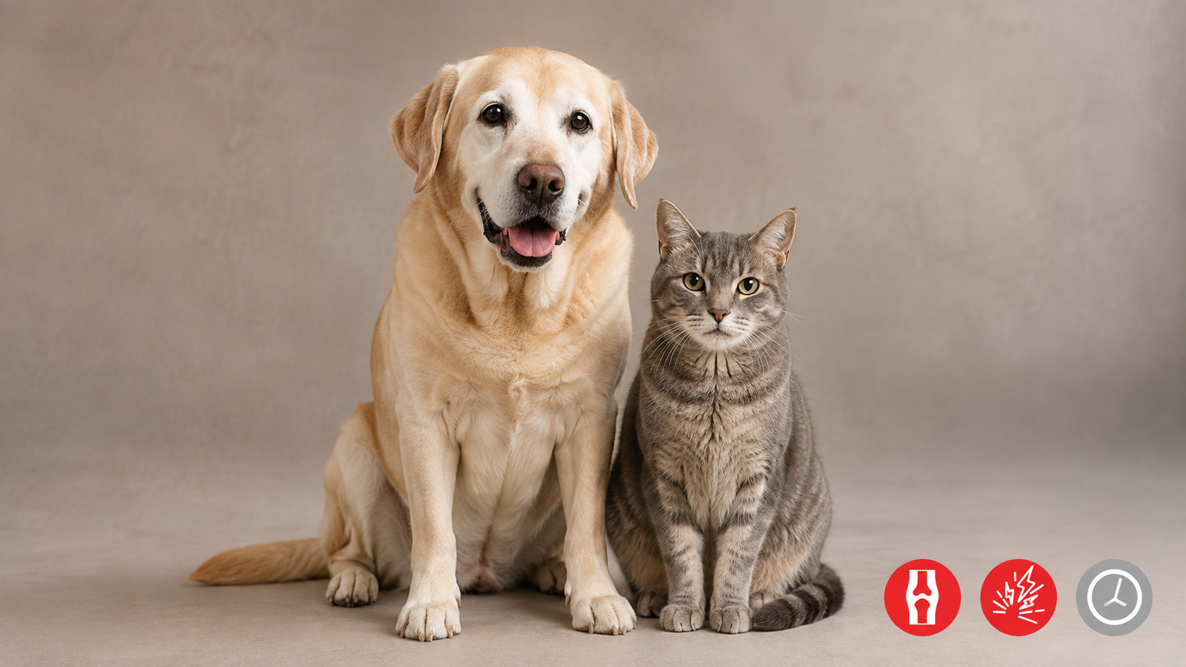 Senior Dogs and Cats: Signs of Ageing, Daily Care and Natural Herbal Support