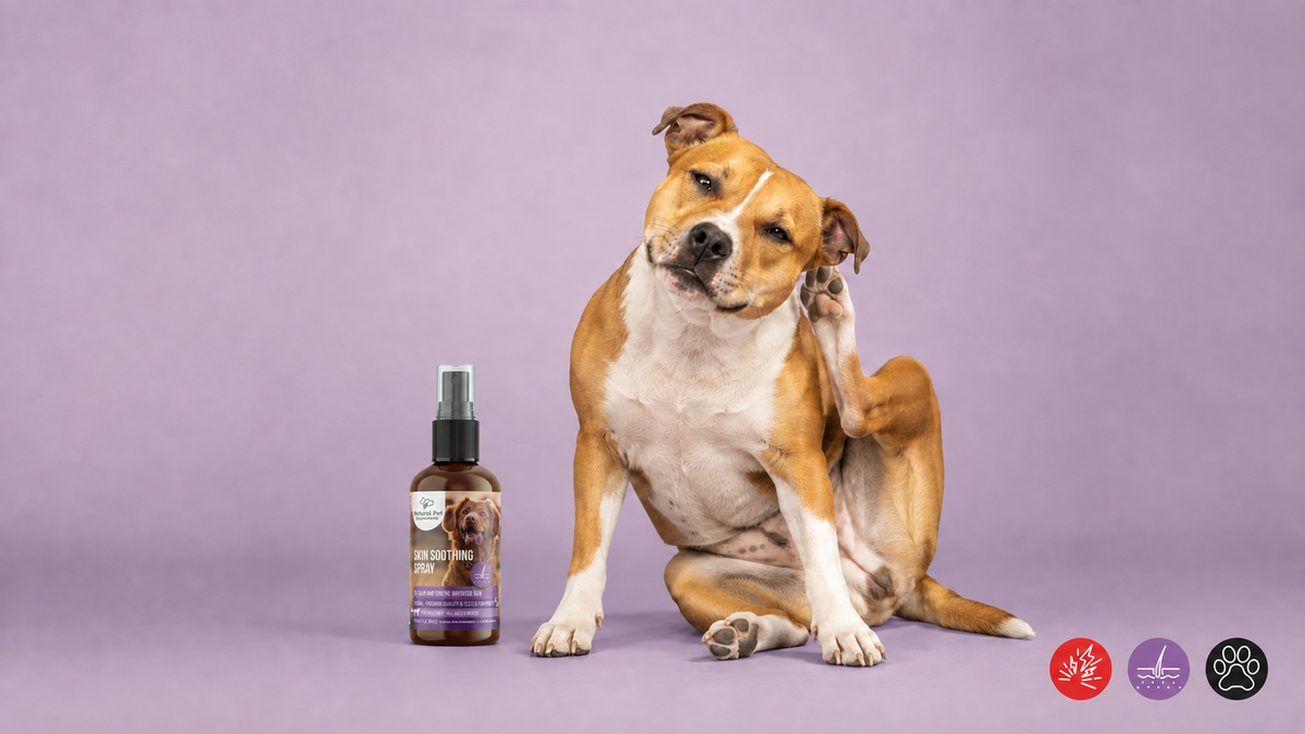 Itchy dog with Skin Soothing Spray for yeast-prone skin, skin allergies, itchy paws and hot spots