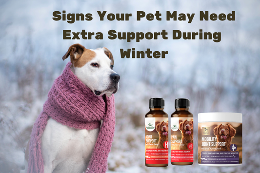 Signs Your Pet May Need Extra Support During Winter