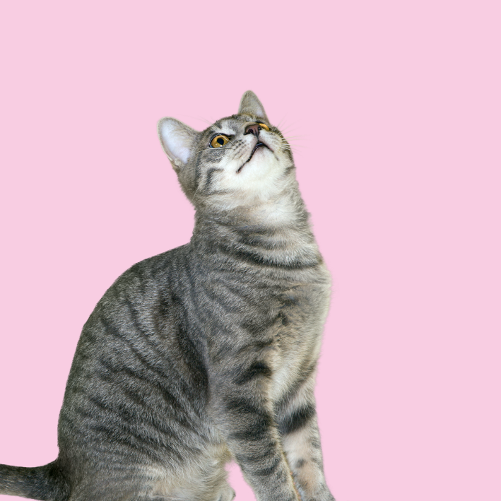 Cats  Liquid Herbals