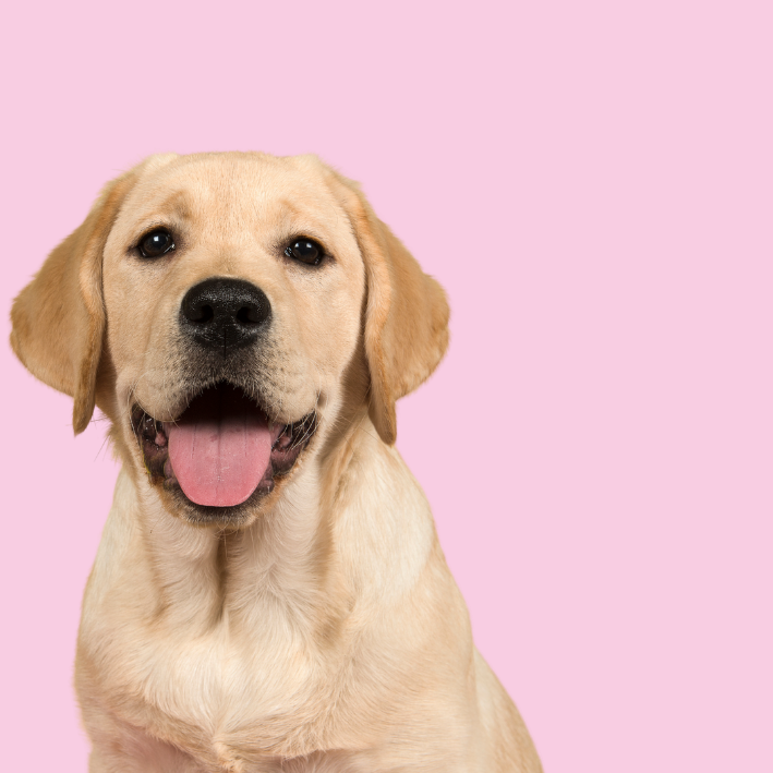 Dogs Powders