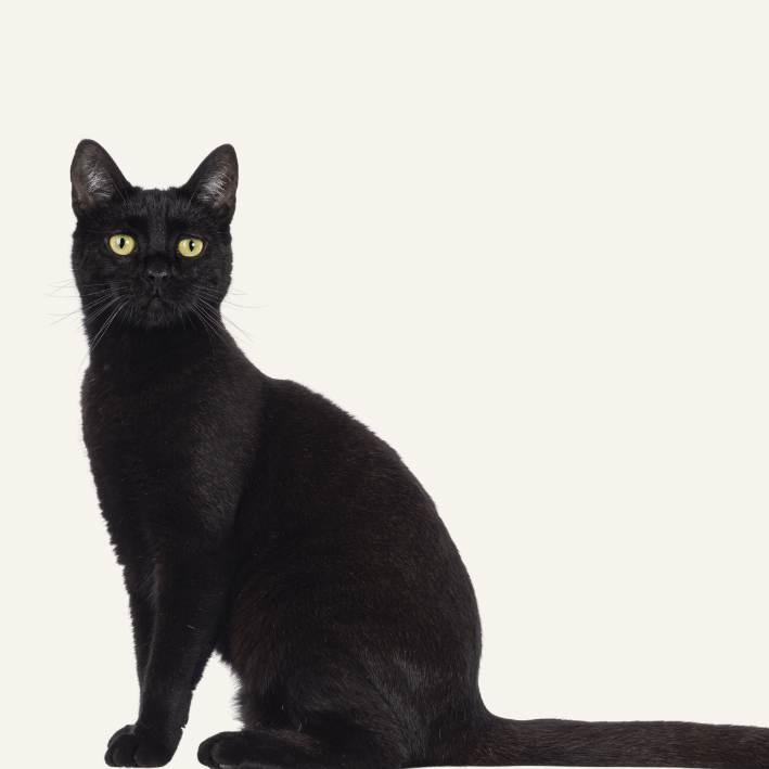 Cat Powders