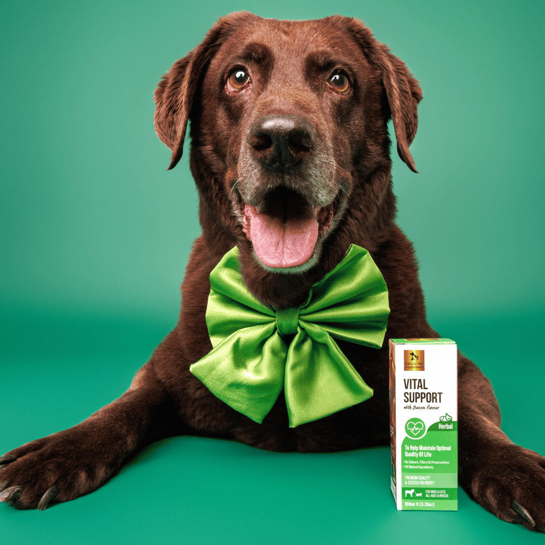 Vital Support Herbal Tincture for Dogs and Cats 100ml-Natural Pet Supplements Australia