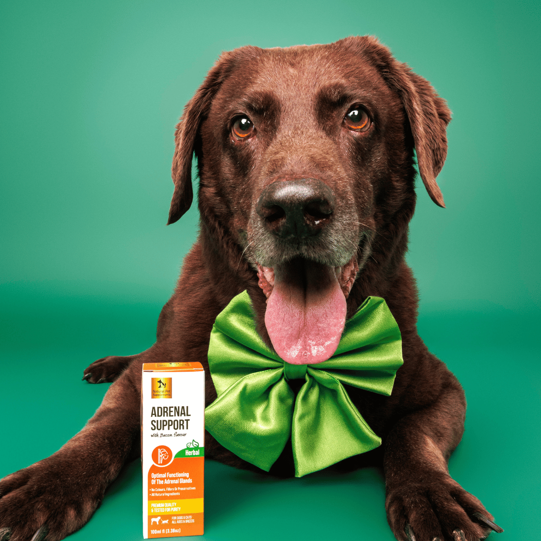 Adrenal Support Herbal Tincture For Dogs and Cats 100ml-Natural Pet Supplements Australia