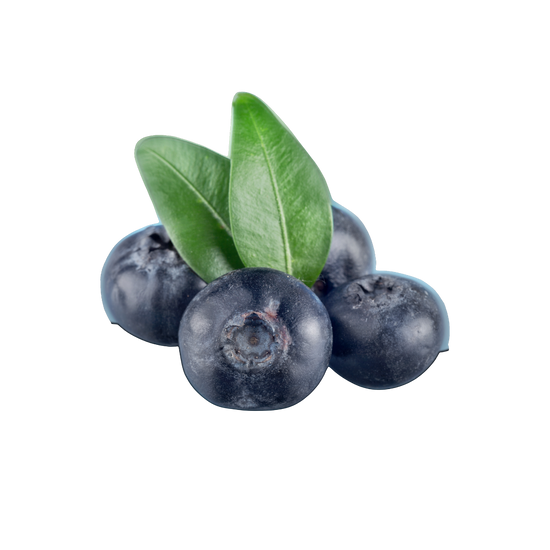 Bilberry used in Seniors Support for eye health and healthy ageing