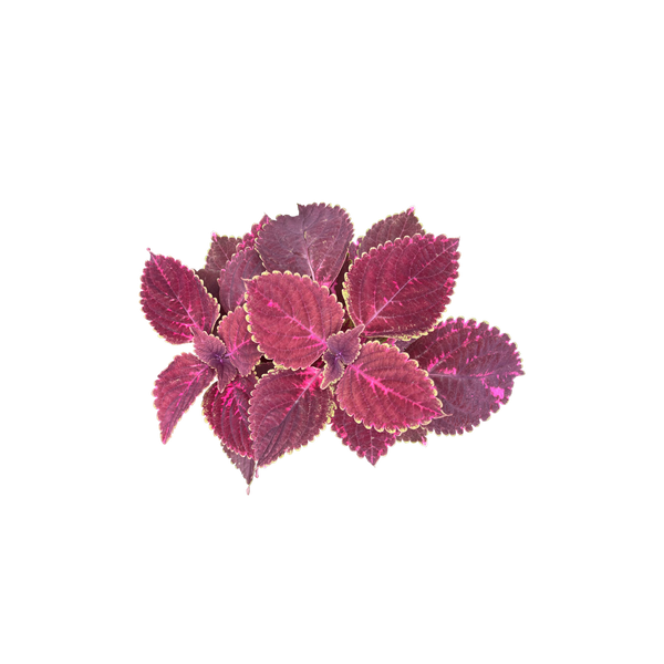 Coleus root used in Natural Pet Supplements Hypothyroid Support herbal tincture for dogs
