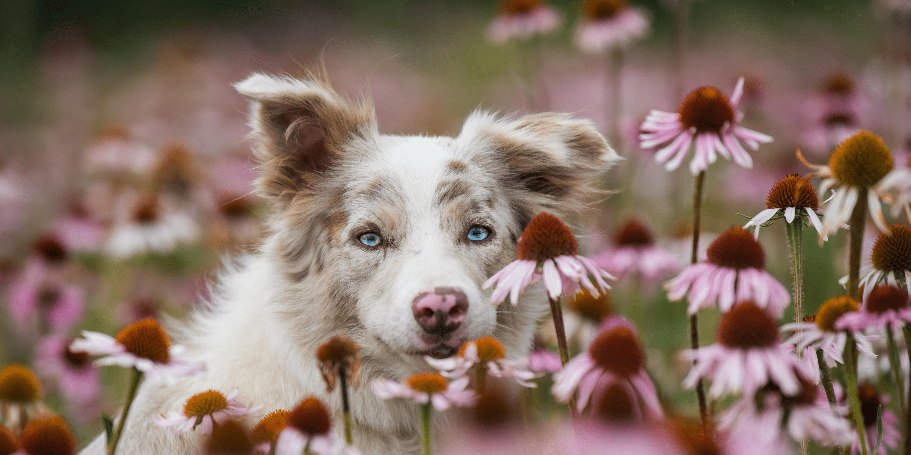 Natural Pet Supplements Australia