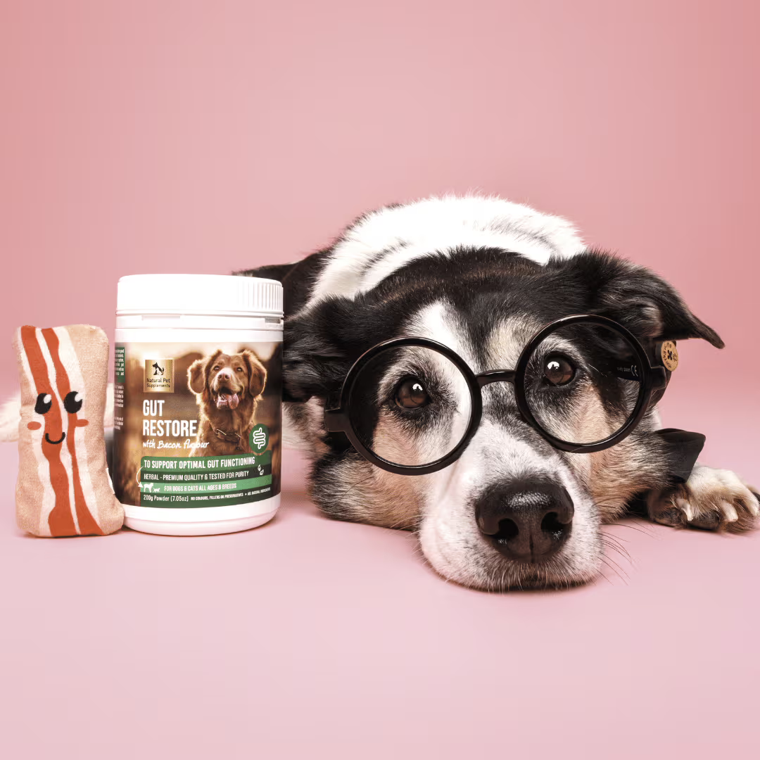 dog with a jar of natural pet supplements gut restore powder
