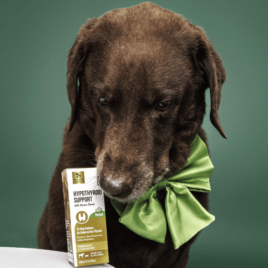 Hypothyroid Support Herbal Tincture for Dogs 100ml-Natural Pet Supplements Australia