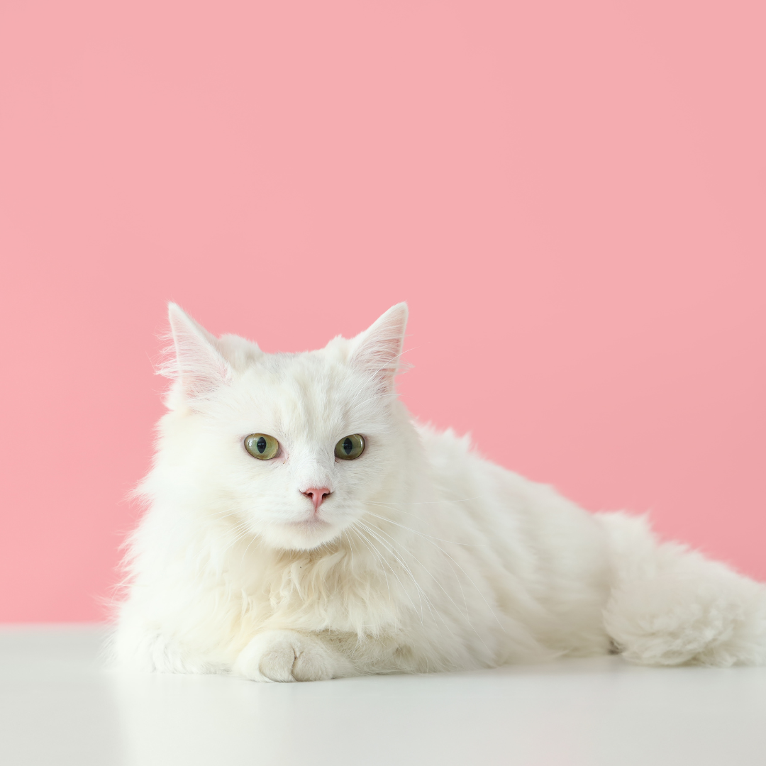 Natural Pet Supplements Australia