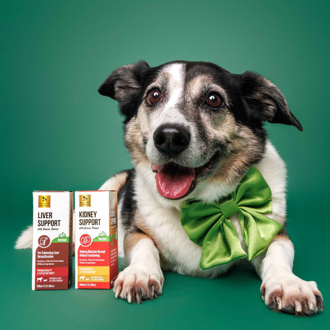 corgi dog with natural pet supplements kidney kit