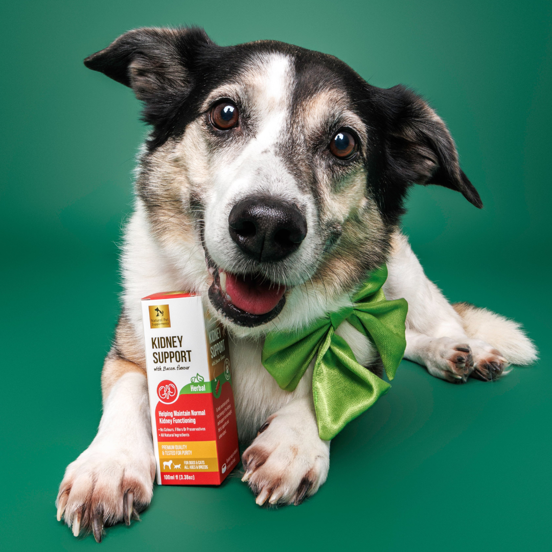 Kidney Support Herbal Tincture For Dogs and Cats 100ml-Natural Pet Supplements Australia