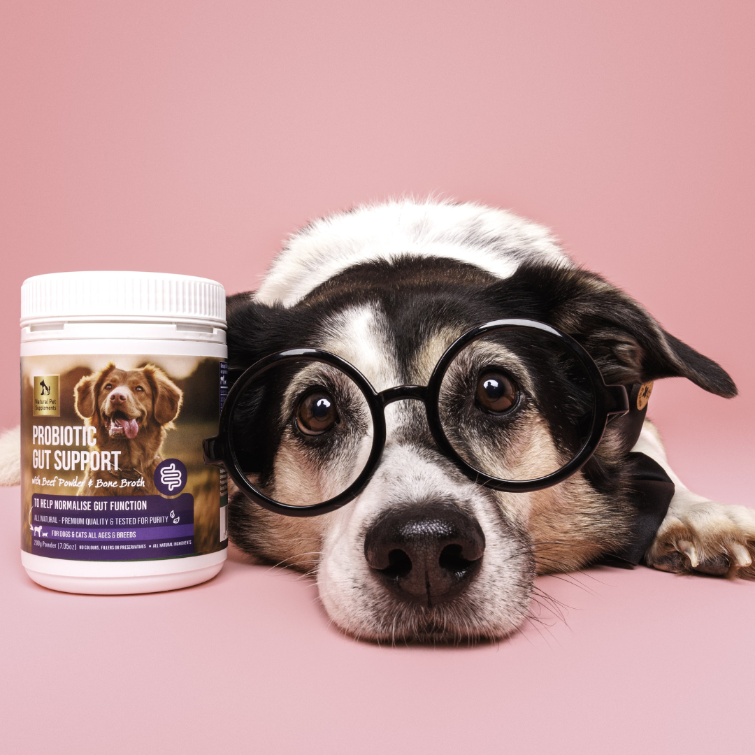 Dog wearing glasses with a probiotic gut support supplement bottle on a pink background
