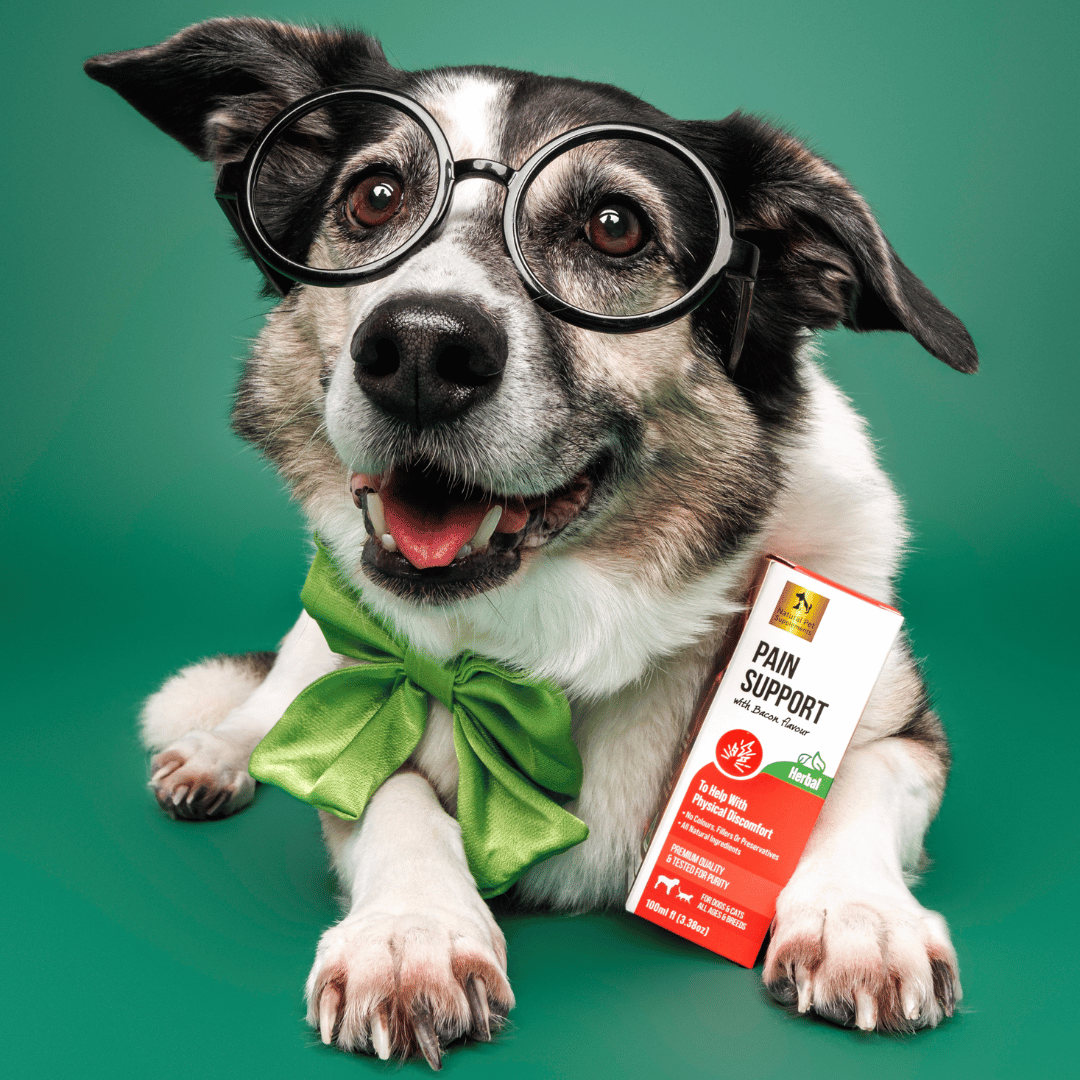 Dog wearing glasses and a green bow tie with a product labeled 'Pain Support' on a green background