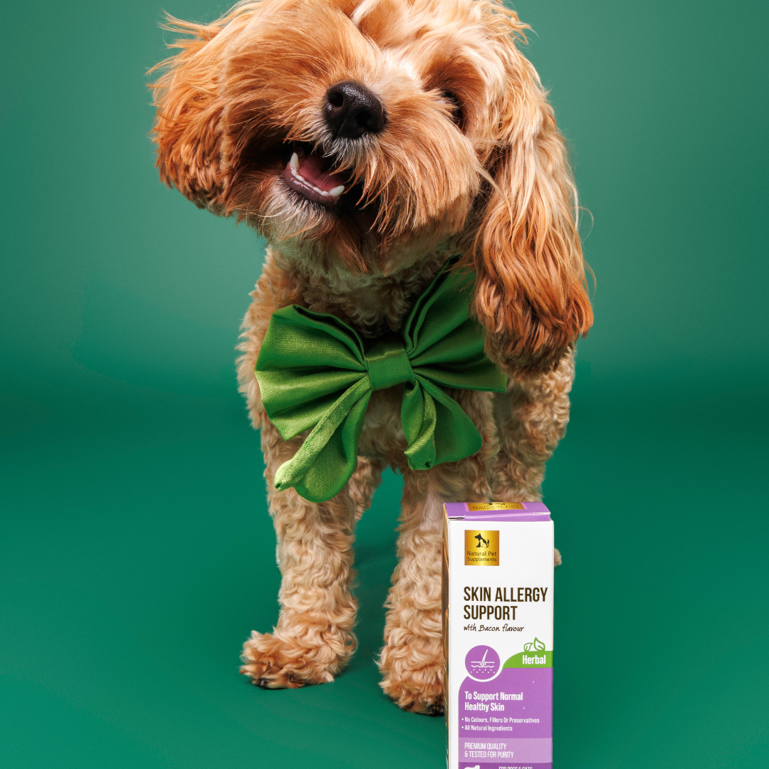 Cavoodle with Natural Pet Supplements Skin allergy support 100ml box