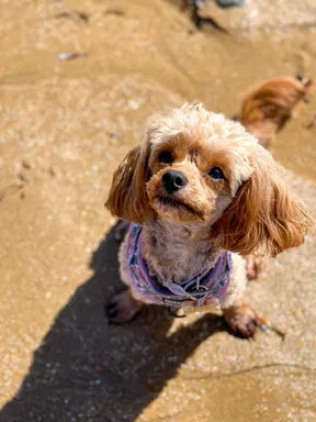 Alexandra Beattie’s toy cavoodle featured in a Yeast Support Kit customer review
