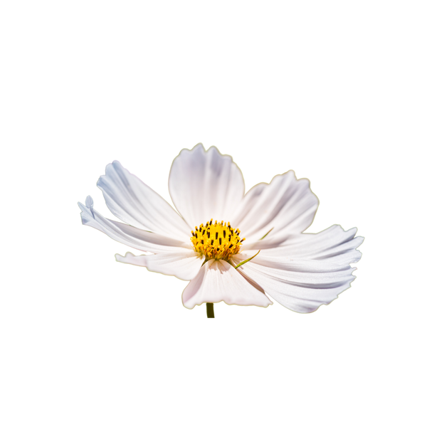 Bacopa herb used in Natural Pet Supplements Hypothyroid Support for dogs
