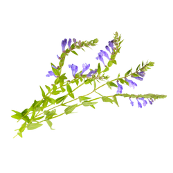 Baical skullcap botanical