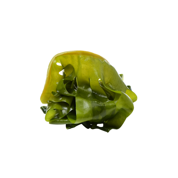 Bladderwrack sea vegetable used in Natural Pet Supplements Hypothyroid Support for dogs