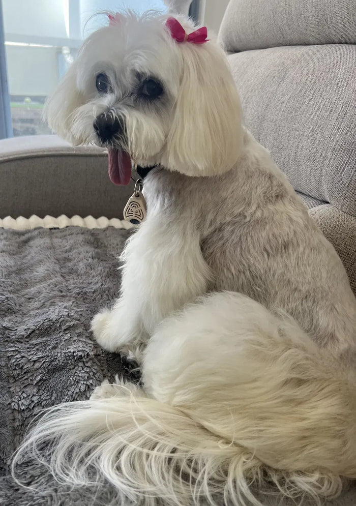 Chanel, the dog featured in Erica Mustapic’s verified Natural Pet Supplements Adrenal Support review