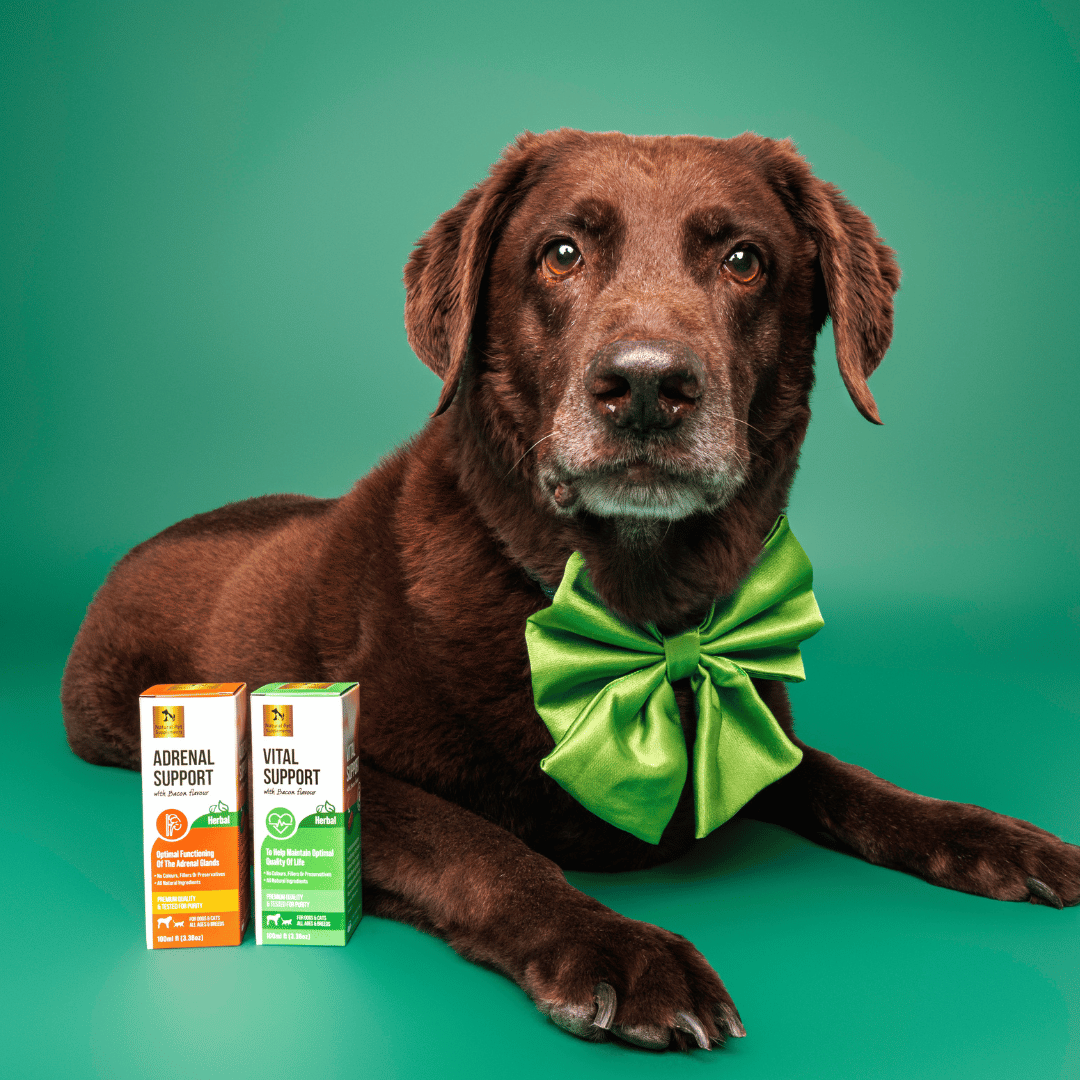 Cushings Kit, Herbal Tinctures For Dogs and Cats-Natural Pet Supplements Australia