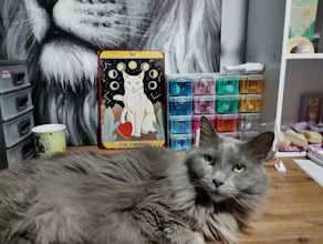 Danika's senior cat enjoying support for healthy ageing