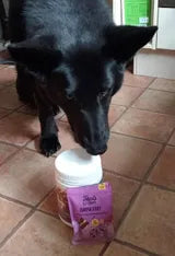 German Shepherd featured in a verified Mobility Joint Support customer review