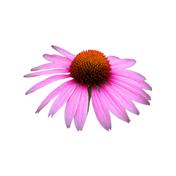 Echinacea botanical