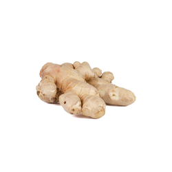 Ginger root botanical