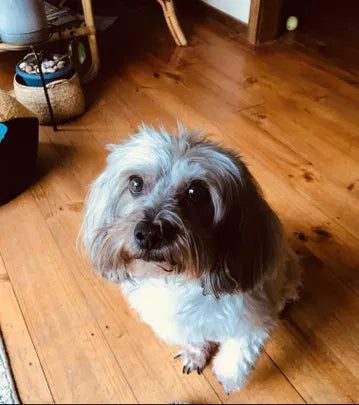 Jackie S's dog Fanando, featured in a Yeast Support Kit customer review