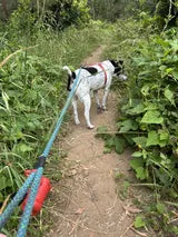 Louise Croker’s dog featured in her verified review of the Natural Pet Supplements Adrenal Kit