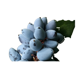 Oregon grape root botanical