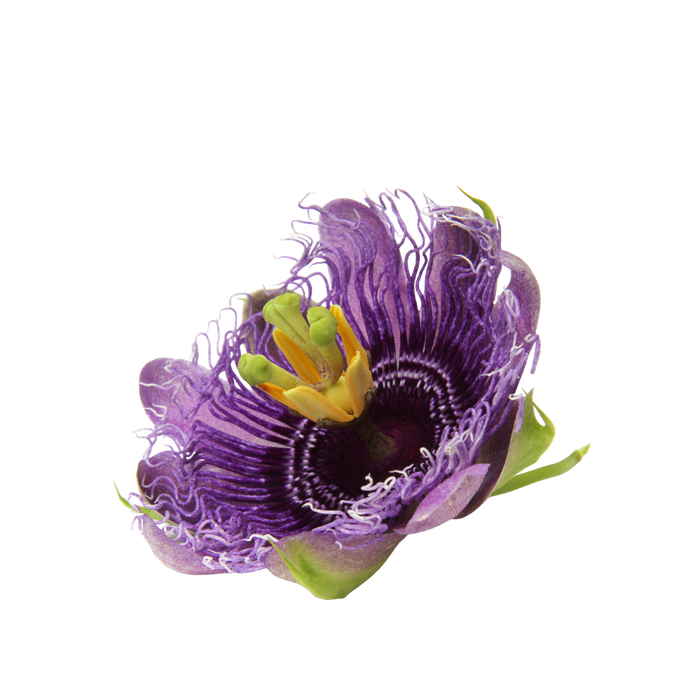 Passionflower botanical used in Stress and Anxiety Support for dogs and cats
